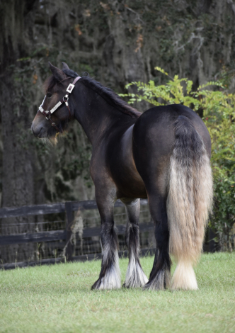HorseID: 2302663 RP Sweet as Maple - PhotoID: 1084931