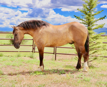 HorseID: 2302665 Rolex - PhotoID: 1084936