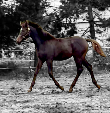 HorseID: 2302666 Perfect Storm AMS - PhotoID: 1084946