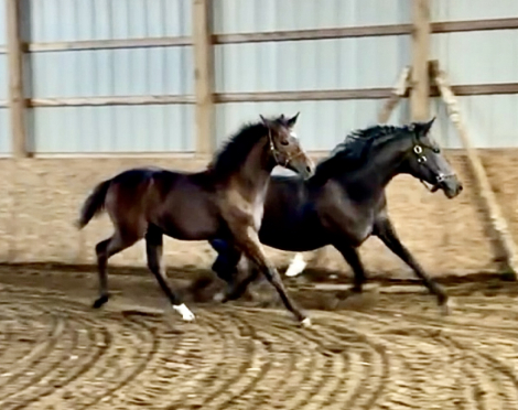 HorseID: 2302666 Perfect Storm AMS - PhotoID: 1084947