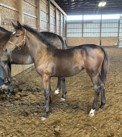 HorseID: 2302666 Perfect Storm AMS - PhotoID: 1084948