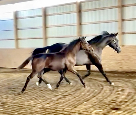 HorseID: 2302666 Perfect Storm AMS - PhotoID: 1084949