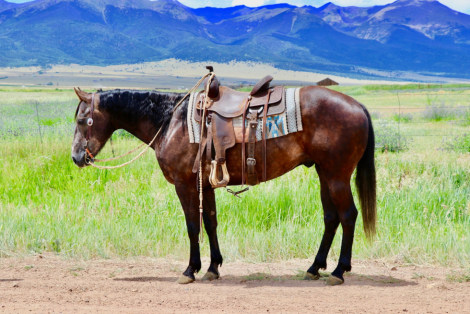 HorseID: 2302668 Pepsoils Royal - PhotoID: 1084937