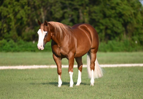 HorseID: 2302670 PALE FACE JUICE - PhotoID: 1084938