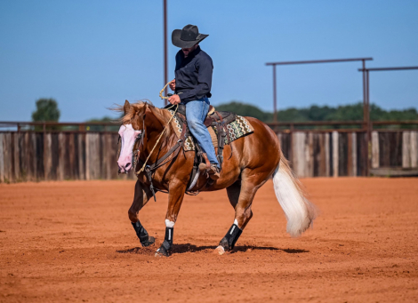 HorseID: 2302670 PALE FACE JUICE - PhotoID: 1084939