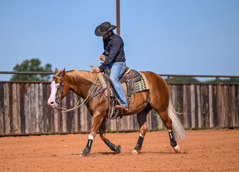 HorseID: 2302670 PALE FACE JUICE - PhotoID: 1084940