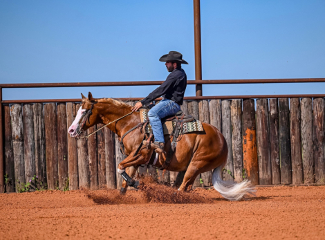 HorseID: 2302670 PALE FACE JUICE - PhotoID: 1084941