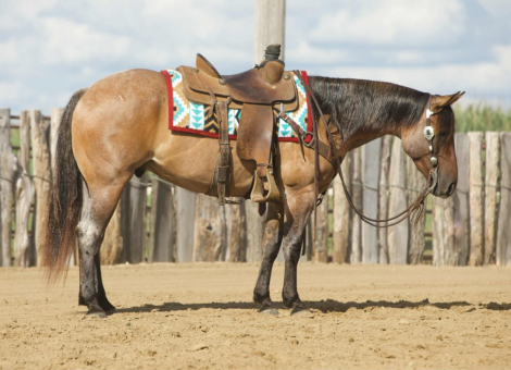 HorseID: 2302671 KING POCO DUAL - PhotoID: 1084942