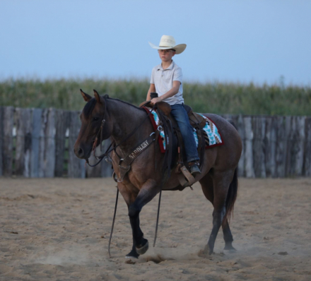 HorseID: 2302671 KING POCO DUAL - PhotoID: 1084943