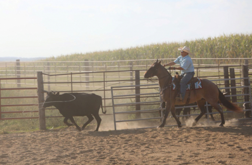 HorseID: 2302671 KING POCO DUAL - PhotoID: 1084944