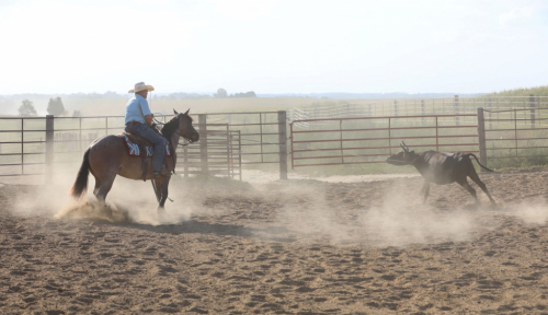 HorseID: 2302671 KING POCO DUAL - PhotoID: 1084945