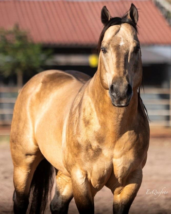 HorseID: 2302672 GBH CASHWOOD - PhotoID: 1084950