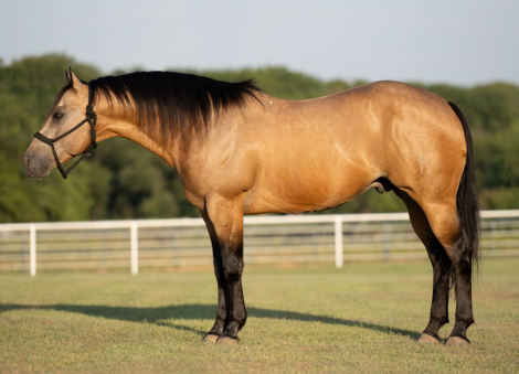 HorseID: 2302672 GBH CASHWOOD - PhotoID: 1084951