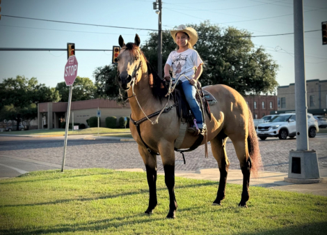 HorseID: 2302672 GBH CASHWOOD - PhotoID: 1084953