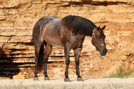 HorseID: 2302673 FUN CULPEPPER FOUR - PhotoID: 1084954