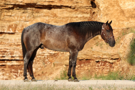 HorseID: 2302673 FUN CULPEPPER FOUR - PhotoID: 1084955