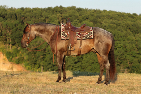 HorseID: 2302673 FUN CULPEPPER FOUR - PhotoID: 1084956