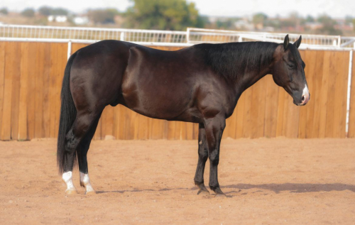 HorseID: 2302674 SAMS LIL PLAYBOY - PhotoID: 1084958