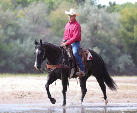 HorseID: 2302674 SAMS LIL PLAYBOY - PhotoID: 1084959