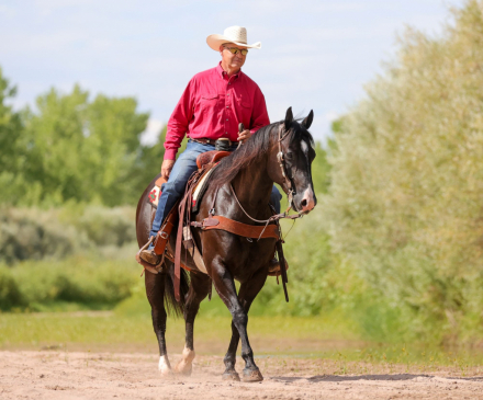 HorseID: 2302674 SAMS LIL PLAYBOY - PhotoID: 1084960