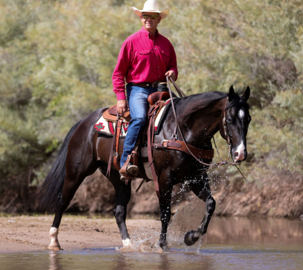 HorseID: 2302674 SAMS LIL PLAYBOY - PhotoID: 1084961