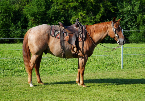 HorseID: 2302675 PEPTOS ROYAL CAT - PhotoID: 1084962