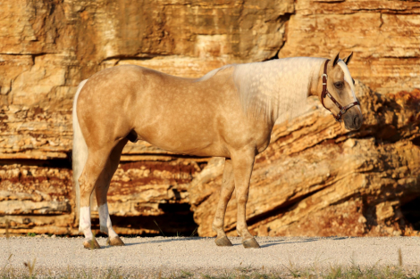 HorseID: 2302676 BIG SKY ENTERPRISE - PhotoID: 1084966