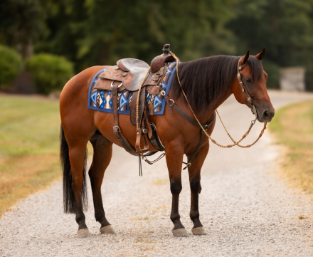 HorseID: 2302677 JC CALL ME ELECTRIC - PhotoID: 1084970