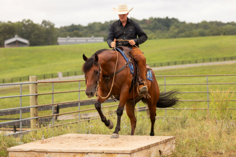 HorseID: 2302677 JC CALL ME ELECTRIC - PhotoID: 1084973