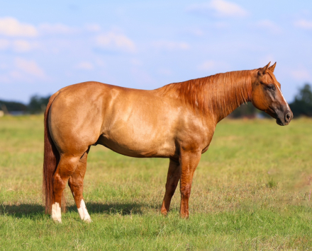 HorseID: 2302678 BRILEY BOY NAMED SUE - PhotoID: 1084975