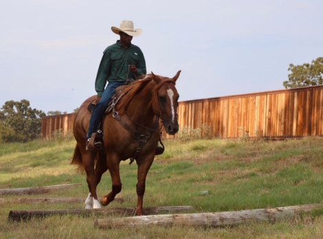 HorseID: 2302678 BRILEY BOY NAMED SUE - PhotoID: 1084977
