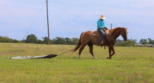 HorseID: 2302678 BRILEY BOY NAMED SUE - PhotoID: 1084978