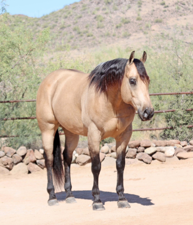 HorseID: 2302679 HR WIMPY FROM HEAVEN - PhotoID: 1084979