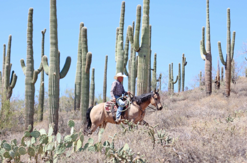 HorseID: 2302679 HR WIMPY FROM HEAVEN - PhotoID: 1084981