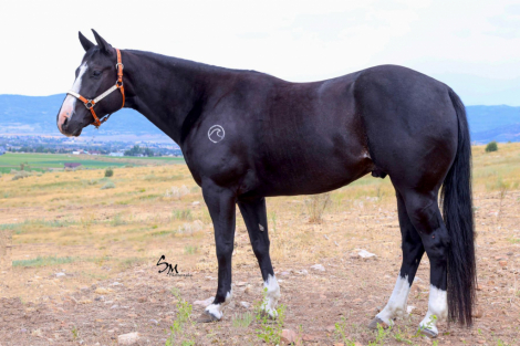 HorseID: 2302680 SH SCENEACLASSICACE - PhotoID: 1084983