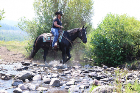 HorseID: 2302680 SH SCENEACLASSICACE - PhotoID: 1084984