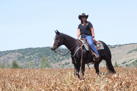 HorseID: 2302680 SH SCENEACLASSICACE - PhotoID: 1084985