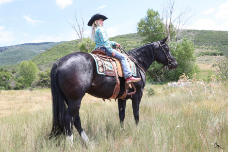 HorseID: 2302680 SH SCENEACLASSICACE - PhotoID: 1084986