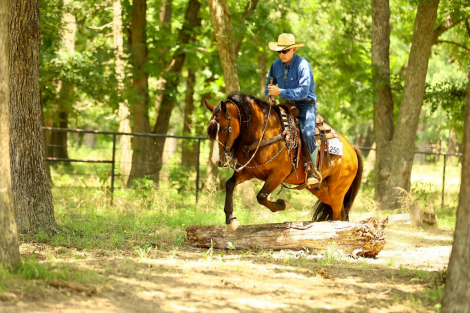 HorseID: 2302681 LIKE A BOSS - PhotoID: 1084989