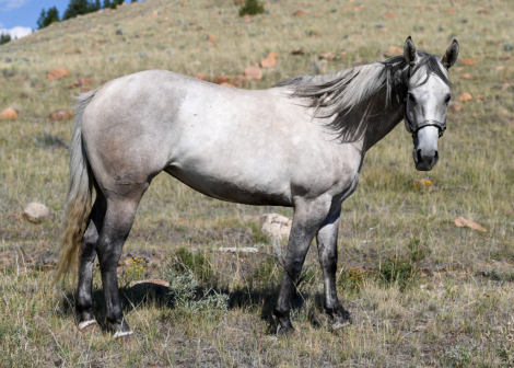 HorseID: 2302682 DRIFTERS LEO LADY - PhotoID: 1084991