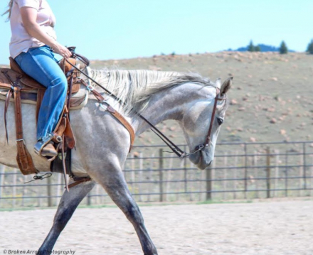 HorseID: 2302682 DRIFTERS LEO LADY - PhotoID: 1084992