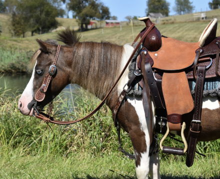 HorseID: 2302684 Durango - PhotoID: 1084996