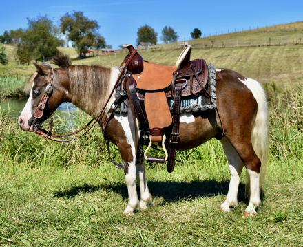 HorseID: 2302684 Durango - PhotoID: 1084997