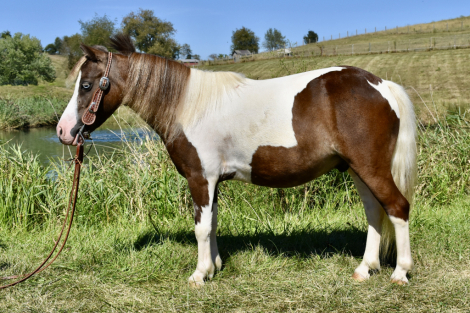 HorseID: 2302684 Durango - PhotoID: 1084998