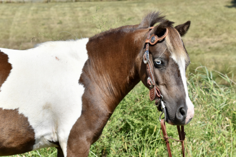 HorseID: 2302684 Durango - PhotoID: 1084999