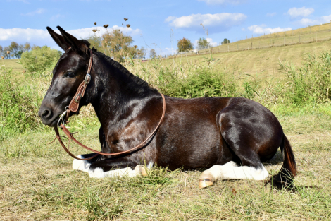 HorseID: 2302685 Molly - PhotoID: 1085000