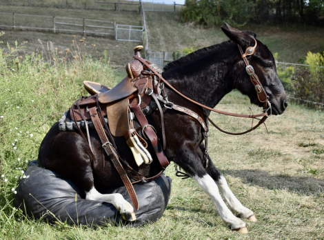 HorseID: 2302685 Molly - PhotoID: 1085001