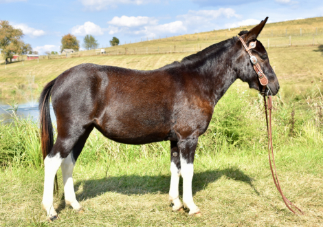 HorseID: 2302685 Molly - PhotoID: 1085003