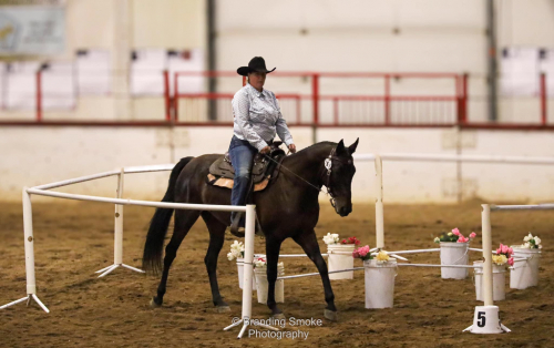 HorseID: 2302687 WC Gallina Brilliante - PhotoID: 1085004