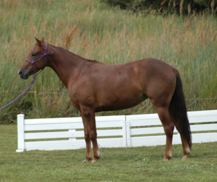 HorseID: 2302688 Xquisitly Kool Jill - PhotoID: 1085005